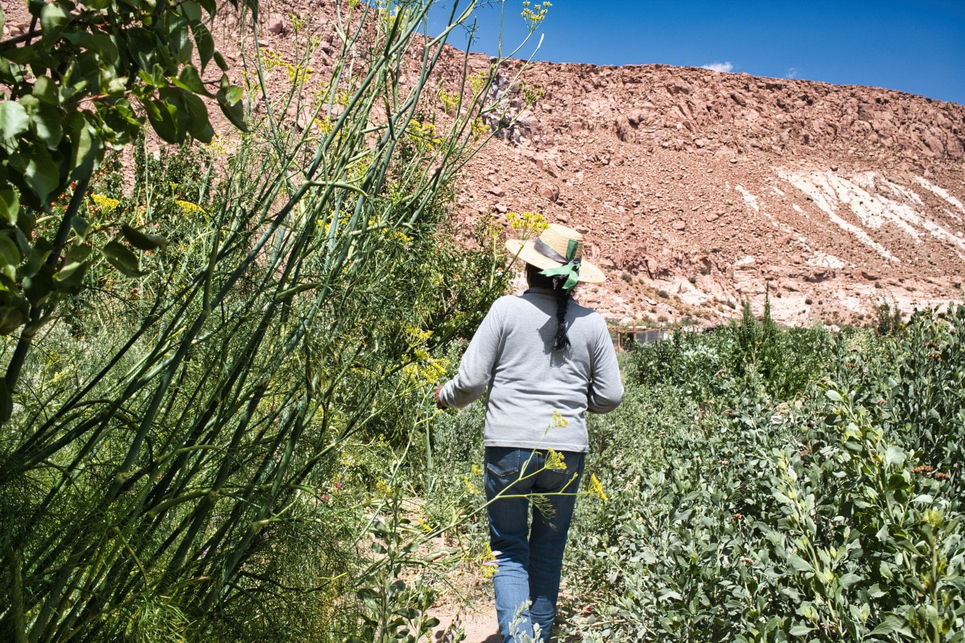 Cover Image for Leben im Umfeld des Salar de Atacama