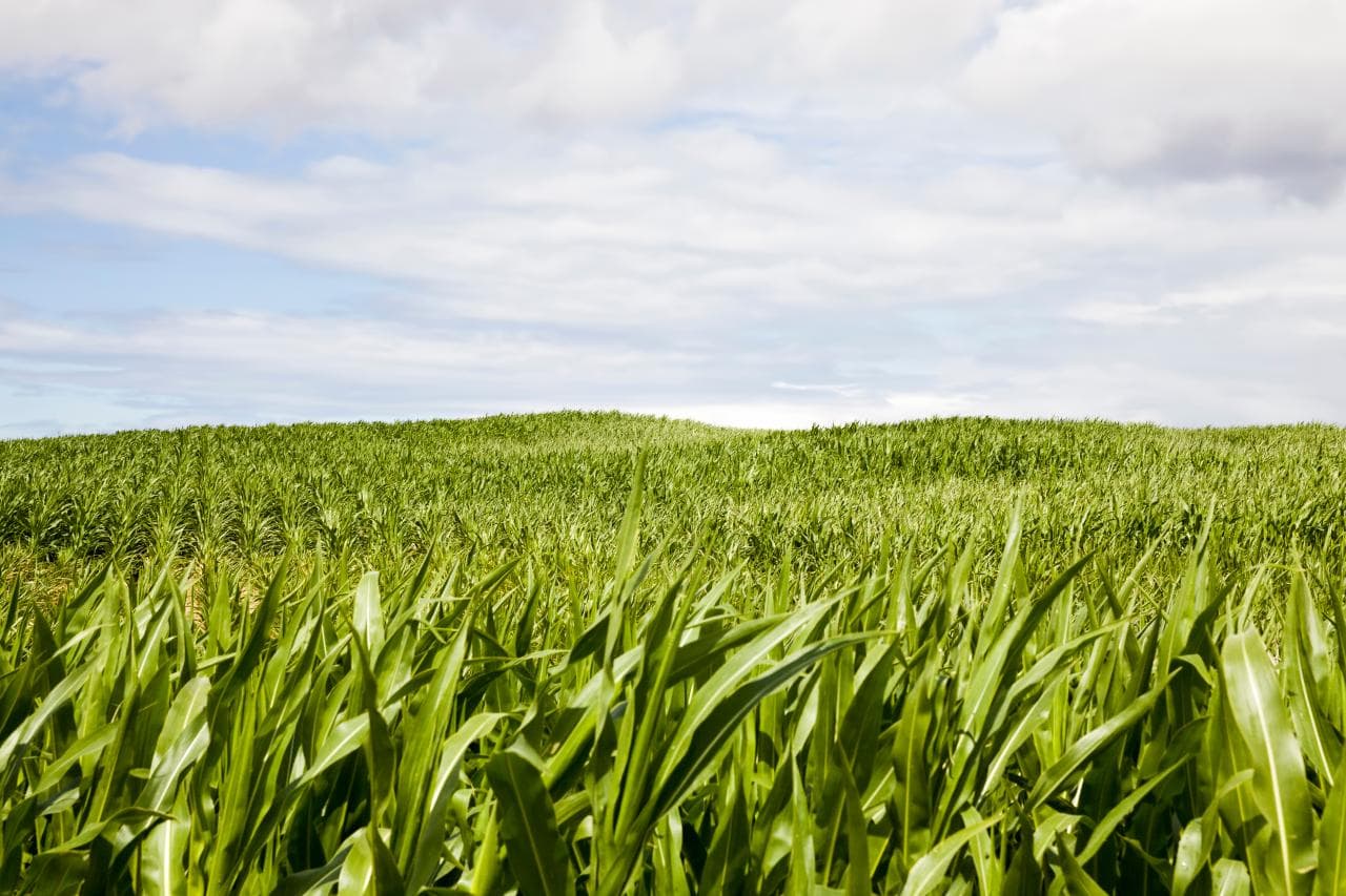 Cover Image for Toyota und Partner forschen an nachhaltigem Bioethanol