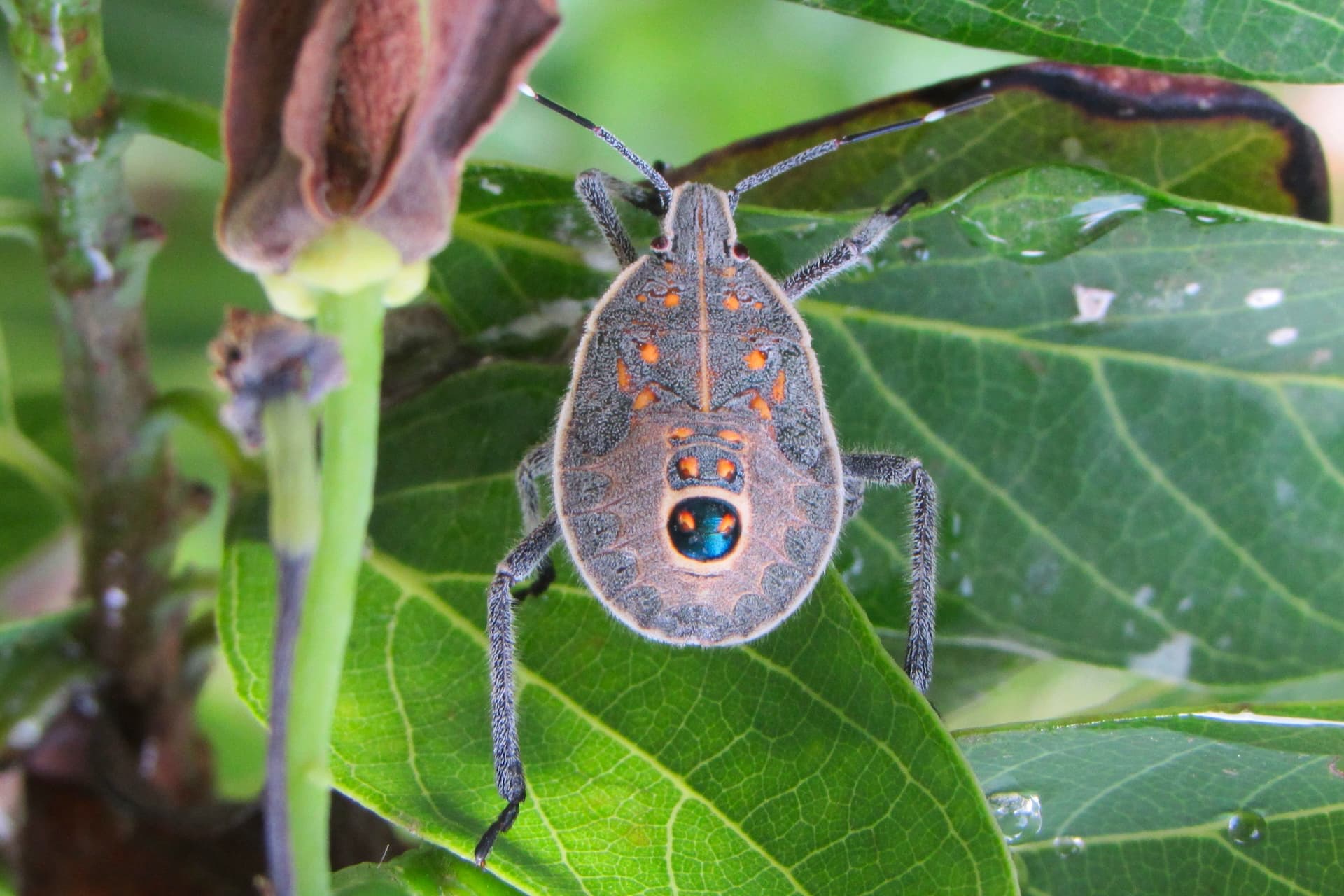 Cover Image for Teslas „verwanzt“: Verzögerte Auslieferung in Australien