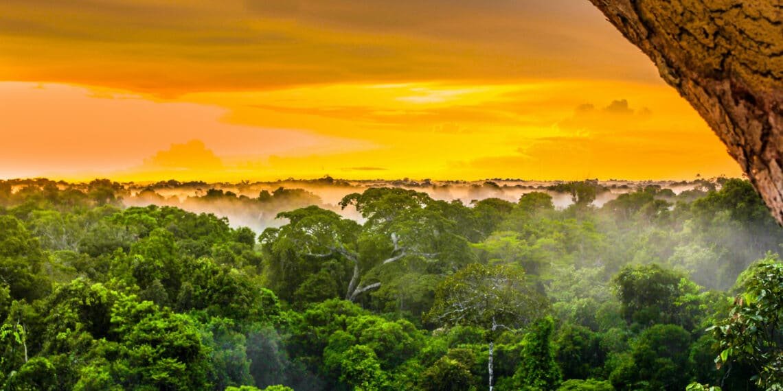 Regenwald-Klimaschutz