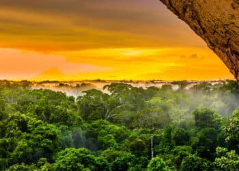 Regenwald-Klimaschutz