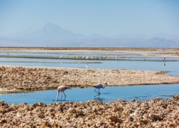Salar de Atacama Laguna Chaxa