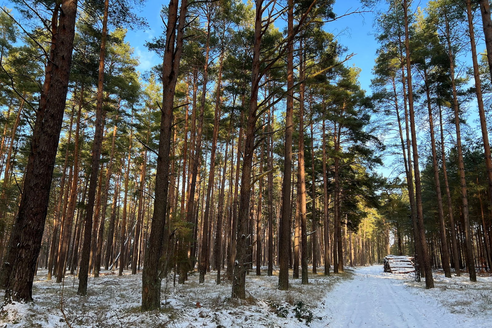 Für welchen „Wald“ kämpfen Grünheides Tesla-Gegner überhaupt?